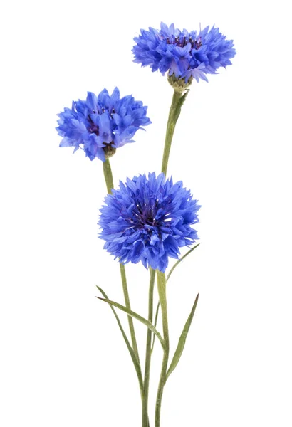 Modré květy chrpy Herb nebo bakalářské tlačítko — Stock fotografie