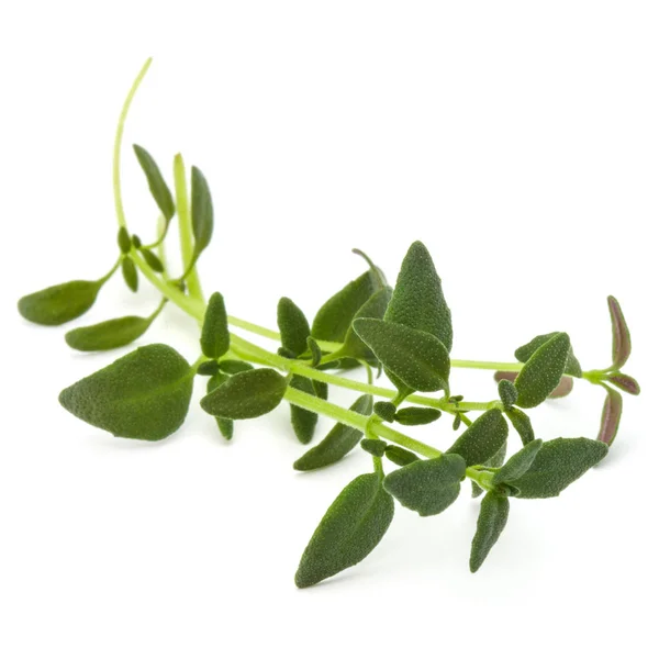 Thyme fresh herb — Stock Photo, Image