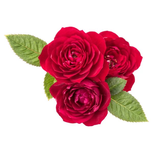 Κόκκινο τριαντάφυλλο λουλούδι μπουκέτο με πράσινα φύλλα — Φωτογραφία Αρχείου