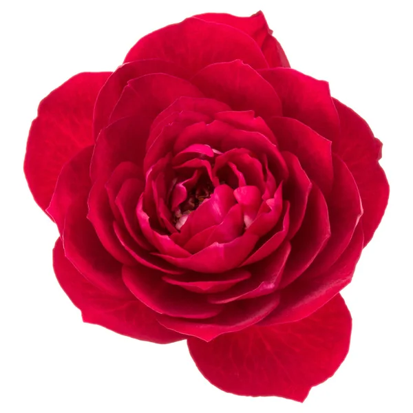 Une fleur rose rouge — Photo