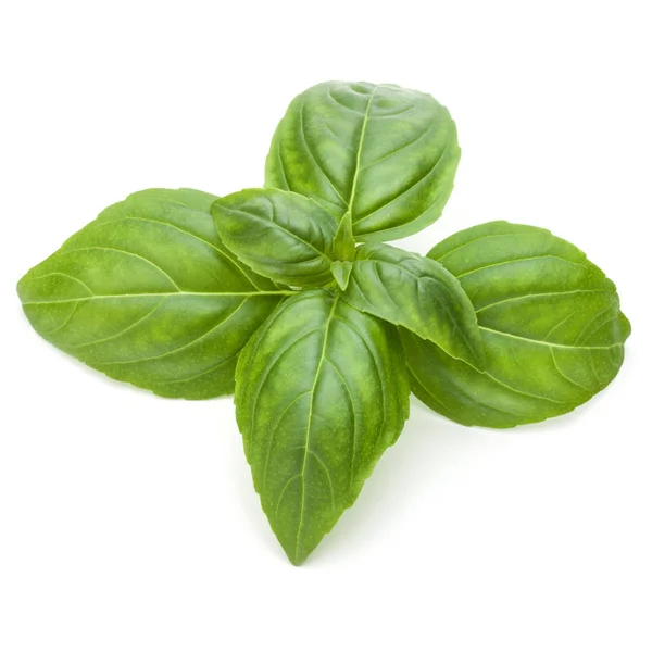 Close up studio shot of fresh green basil herb leaves — Stock Photo, Image