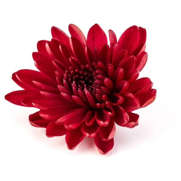 Червоний хризантема квітка — стокове фото