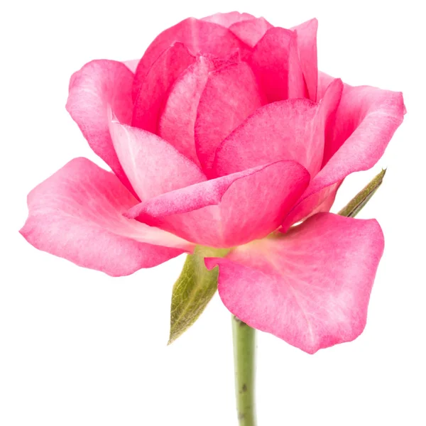 Один рожеві троянди — стокове фото