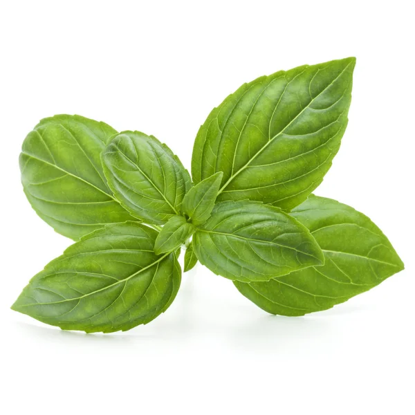 Close up studio shot of fresh green basil herb leaves — Stock Photo, Image