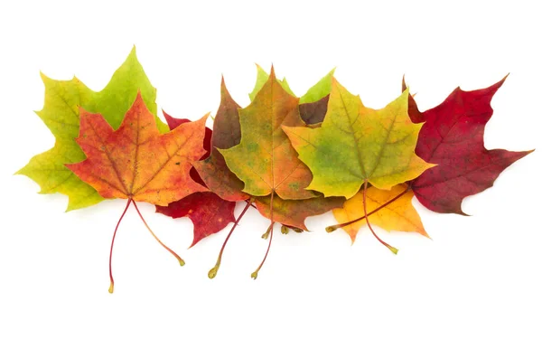 Цветные осенние кленовые листья — стоковое фото