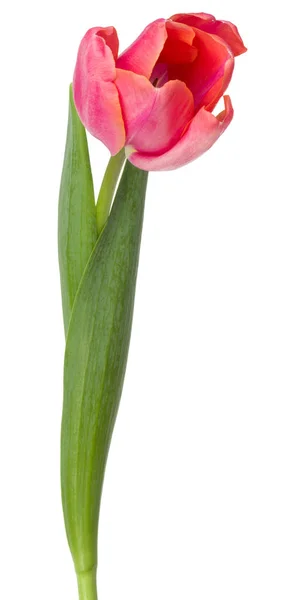 Uma flor de tulipa rosa — Fotografia de Stock