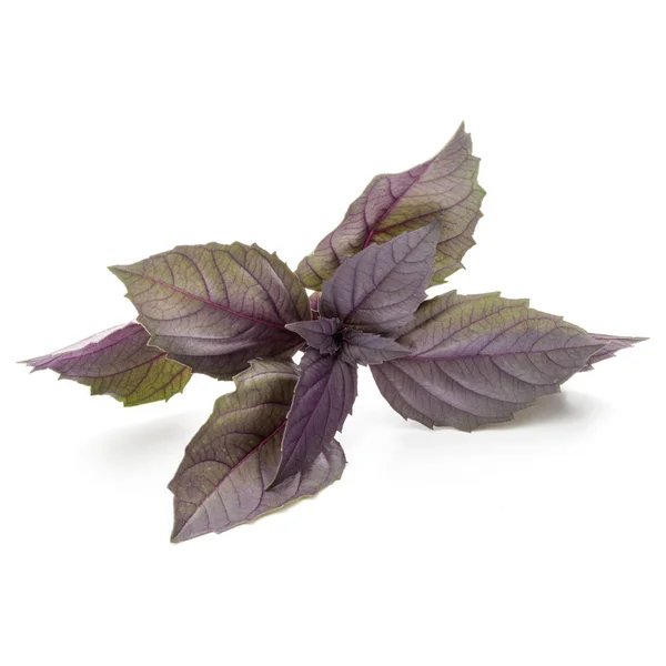 Primer plano plano plano de hojas de albahaca roja fresca —  Fotos de Stock