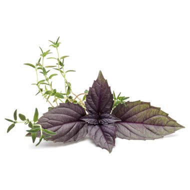 Taze kırmızı fesleğen Studio atış kapatın  