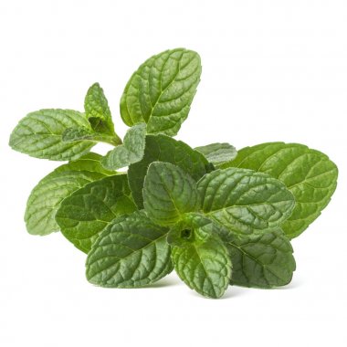 Taze nane yaprağı. 