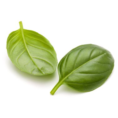 Fesleğen bitki yaprakları  