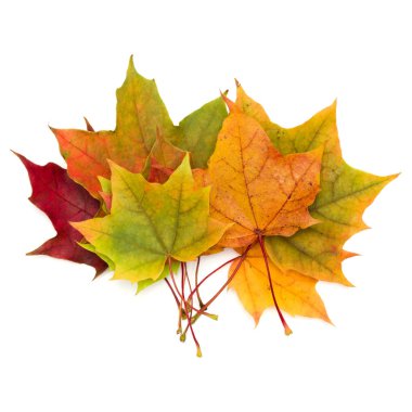 Renkli sonbahar akçaağaç yaprakları