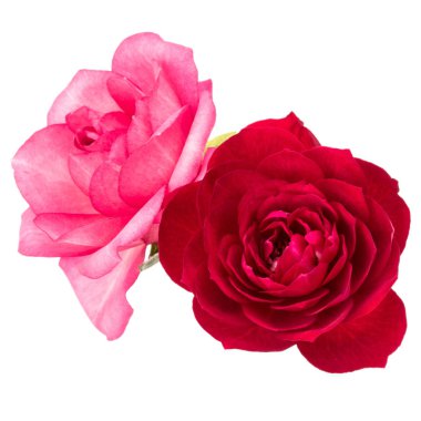 iki kırmızı ve pembe Gül çiçek 