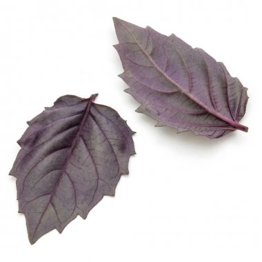 Taze kırmızı fesleğen bitki yaprakları stüdyo çekim kadar kapatın 