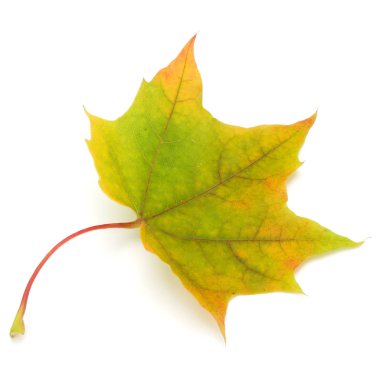 renkli sonbahar akçaağaç yaprağı  