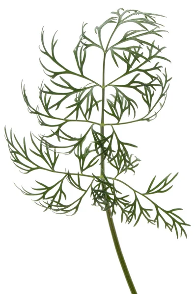 Close up shot of branch of fresh green dill herb leaves — Stock Photo, Image