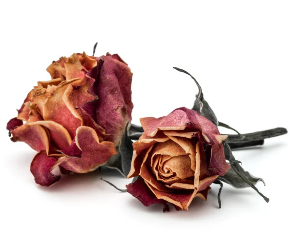 Сушеные цветы розы головы изолированы на белом — стоковое фото