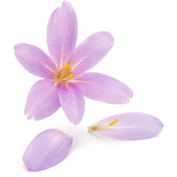 Lila crocus blommor — Stockfoto