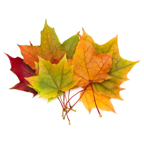 Renkli sonbahar akçaağaç yaprakları