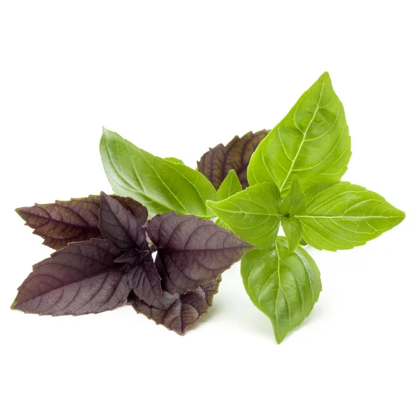 Close up studio shot of fresh green and red basil herb leaves — Stock Photo, Image