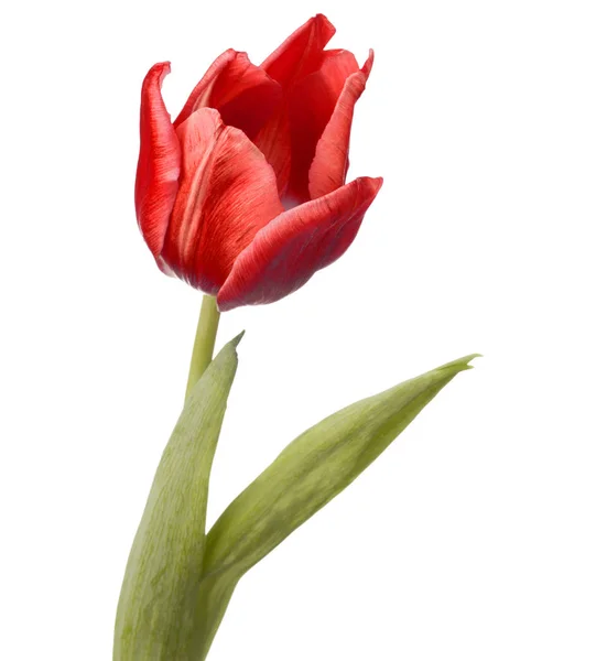 Testa di fiore tulipano rosso — Foto Stock