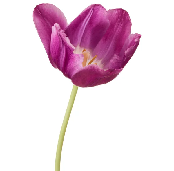 Cabeça de flor de tulipa lilás — Fotografia de Stock