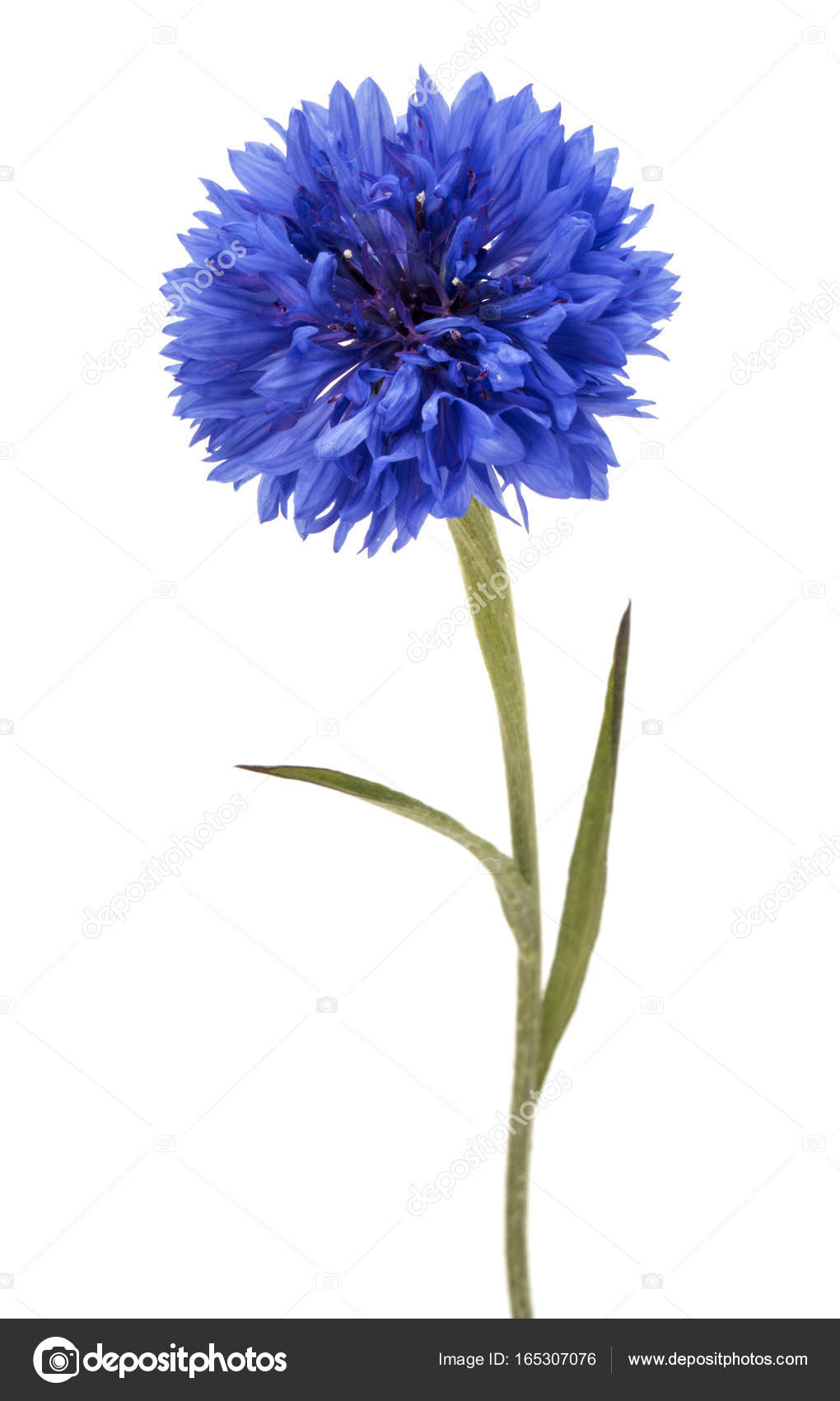 Cornflowers - güzel bir bitki Cornflowers - güzel bir bitki
