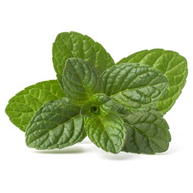 Taze nane yaprağı. 