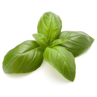 Fesleğen bitki yaprakları 