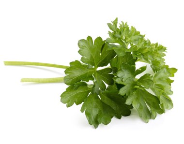 taze maydanoz bitki yaprakları