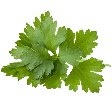 taze maydanoz bitki yaprakları