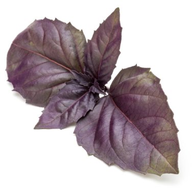  Kırmızı fesleğen bitki yaprakları 