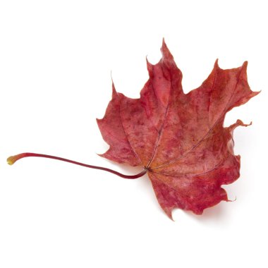 renkli sonbahar akçaağaç yaprağı