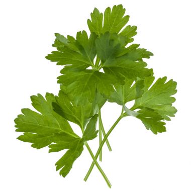 taze maydanoz bitki yaprakları