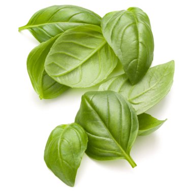 Fesleğen bitki yaprakları  