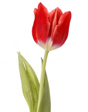 Tulip flower geïsoleerd op wit