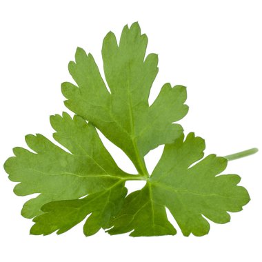 taze maydanoz bitki yaprakları