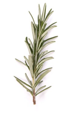 Biberiye bitki baharat yaprak