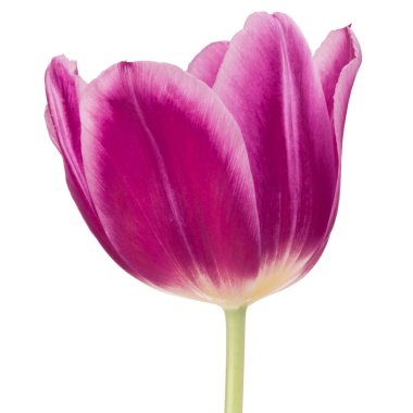  Tulip flower geïsoleerd op wit