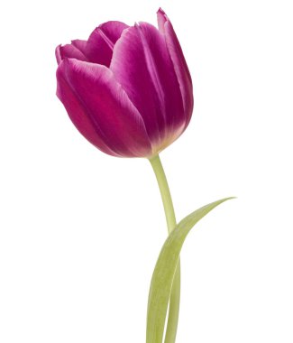  Tulip flower geïsoleerd op wit