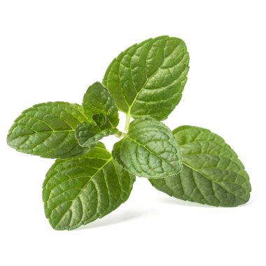 Taze nane yaprağı. 