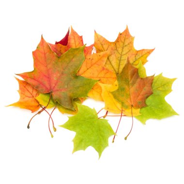 Renkli sonbahar akçaağaç yaprakları