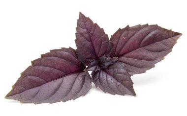  taze kırmızı fesleğen bitki