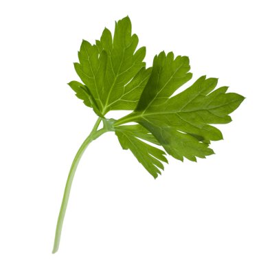 taze maydanoz bitki yaprakları