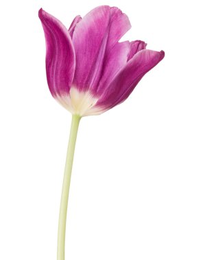  Tulip flower geïsoleerd op wit