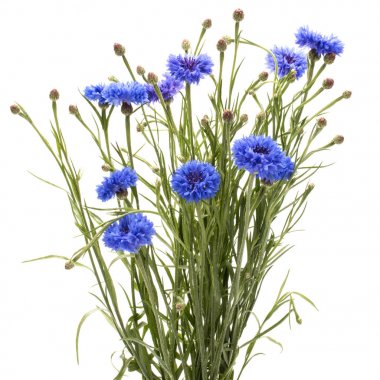 Bekarlığa veda düğmesini çiçekler