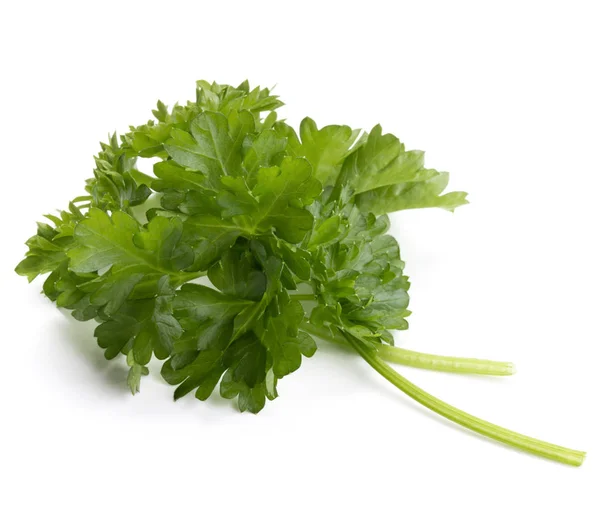 Fresh parsley herb  leaves — Stock Photo, Image