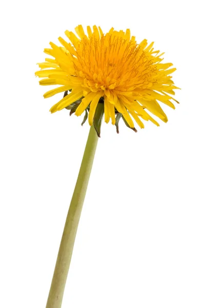 Karahindiba çiçeği bembeyaz — Stok fotoğraf