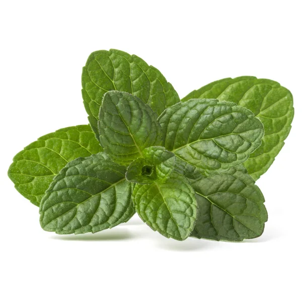 Taze nane yaprağı. 