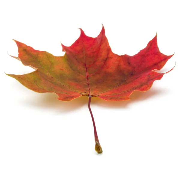 Renkli sonbahar akçaağaç yaprağı — Stok fotoğraf