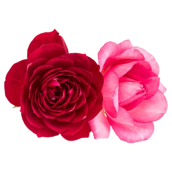 Розовые цветы изолированы на белом — стоковое фото